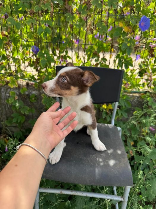 Menina Border Collie Chocolate Tricolor