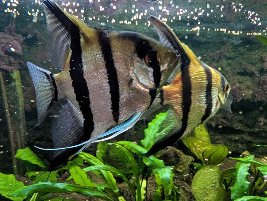 Rybki: 2 Skalary zebry + Zbrojnik niebieski (glonojad) + rośliny gratis