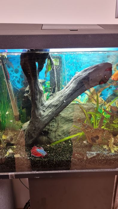 Akwarium 72l  ze stolikiem wyposażeniem i rybkami