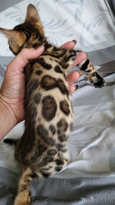 Бенгальские котята  клубные