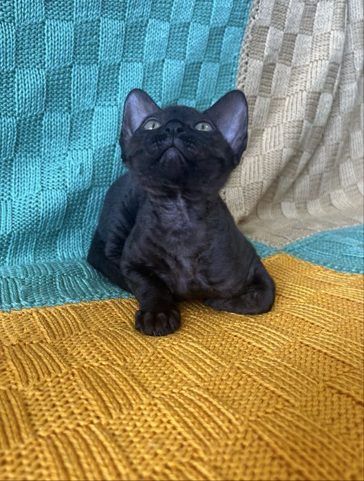 Дівчинка Девон Рекс/Devon Rex
