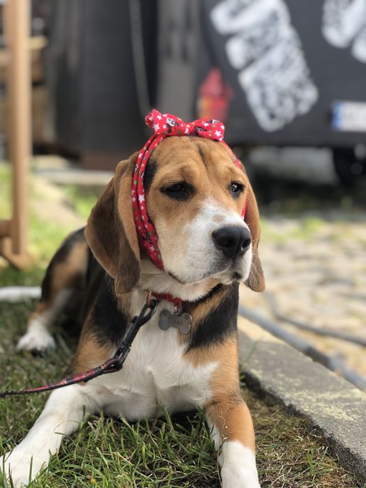 Бігль для фотосесії, зйомок