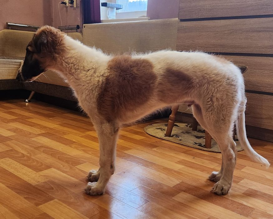 Борзая псова , щеня , хлопчик!