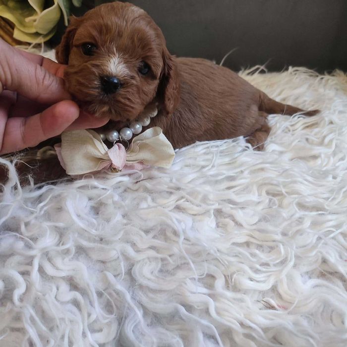 Cavapoo  - cude dziewczyny   do rezerwacji.