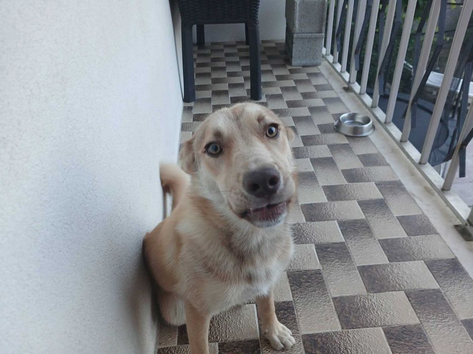 Adoção cãozinho de 7 meses