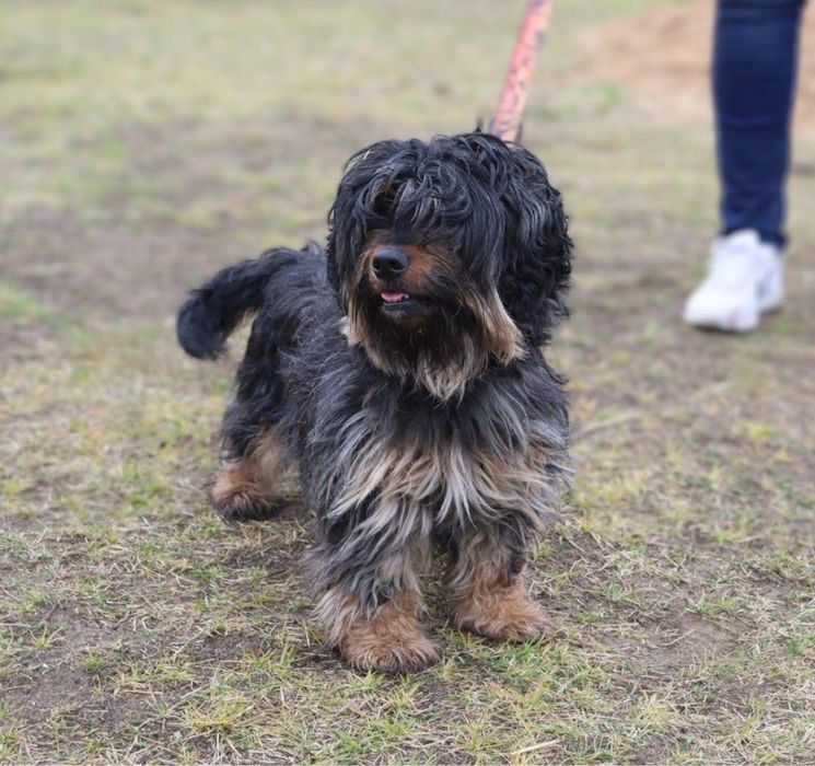 Energiczna, śliczna i młoda Fruzia szuka domu!