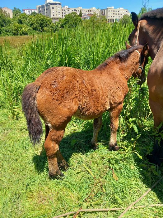 Egua belga pura  con poldra
