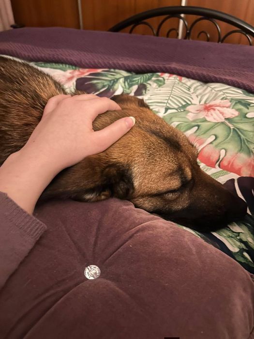 Delikatna Śliwka szuka domu