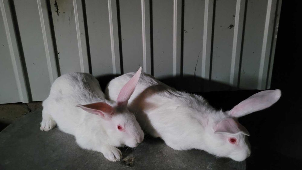Продам кролі білий панон
