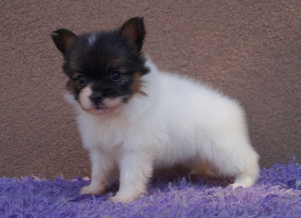 мини девочка папильон