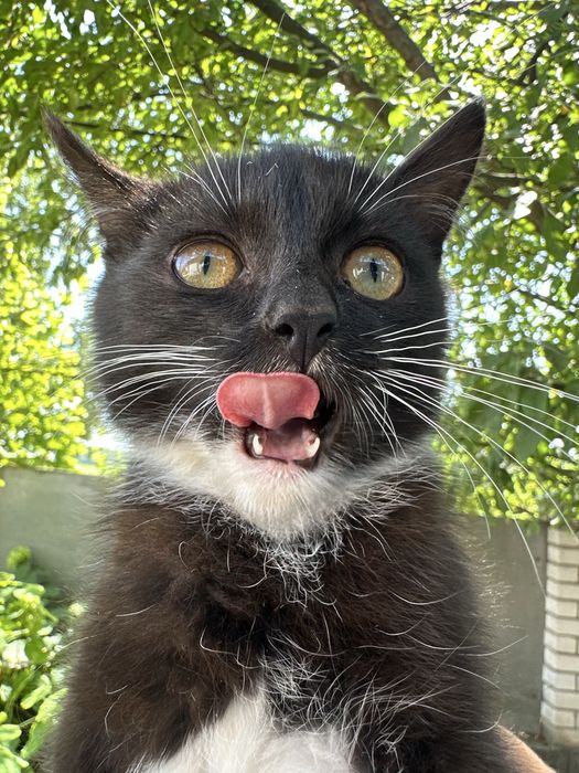 Віддам кошенят у добрі руки