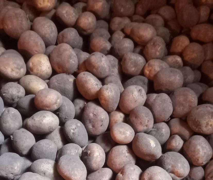 Домашня картопля