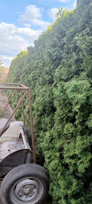 Tuje oddam za darmo.