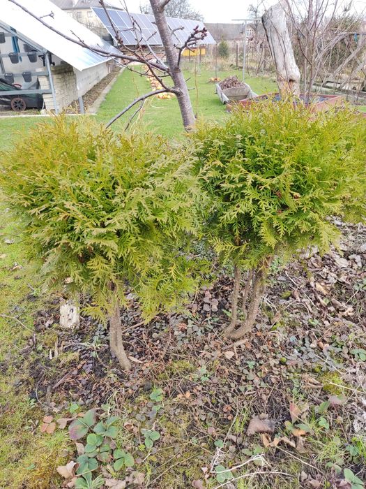 Туя смарагд, ялівець, барбарис, гібіскус, хакуро, кампсис