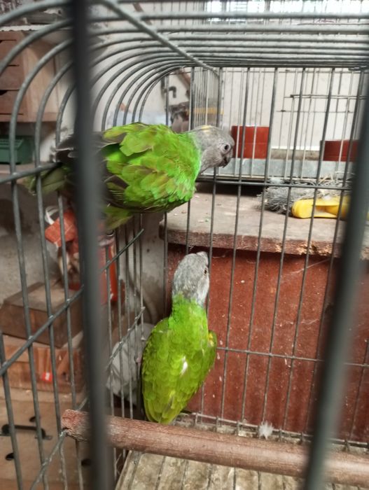 Casal papagaios do Senegal