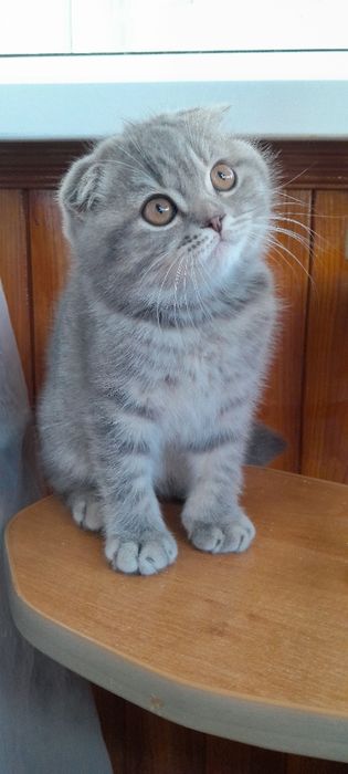 Котенятко   кицюня