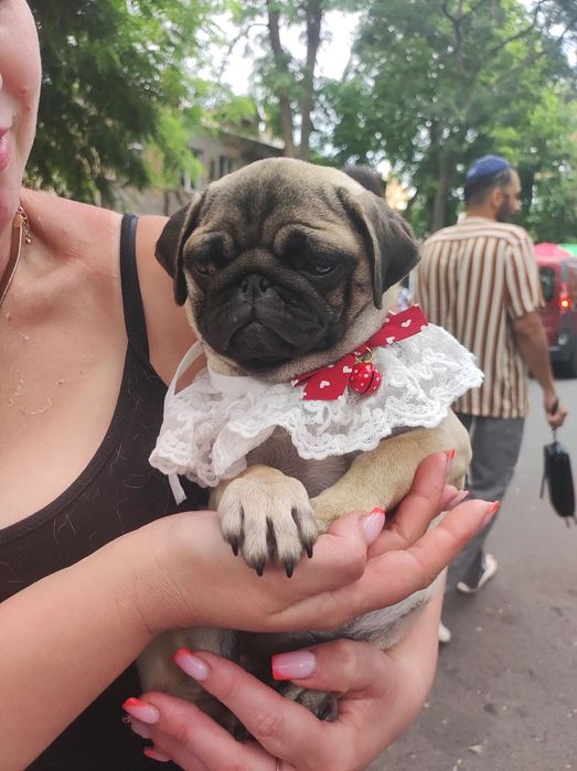 Гарненька дівчинка Мопс