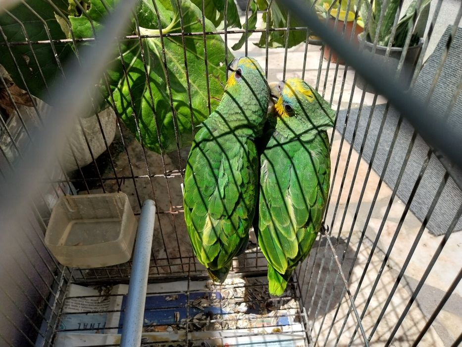 Amazona Amazónica