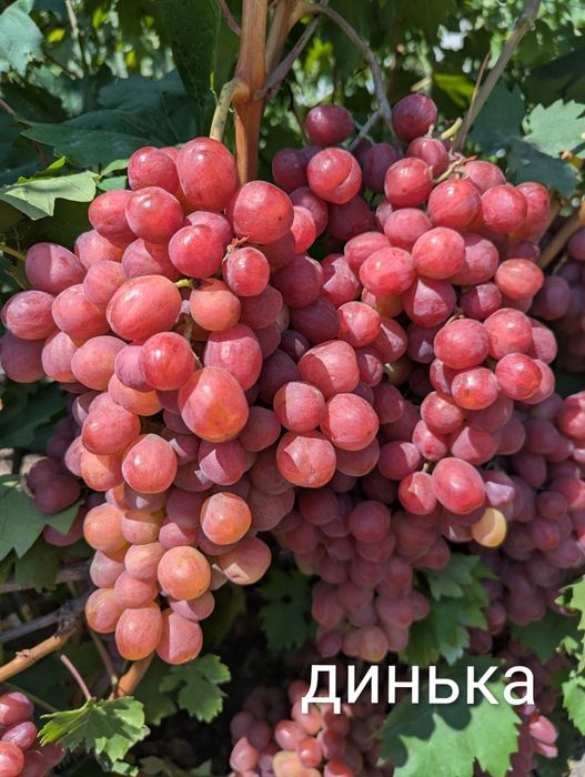 стиглий та солодкий виноград