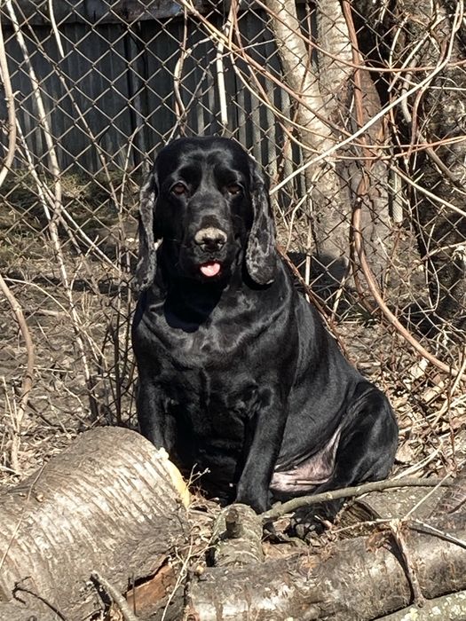 Хлопчик спаніеля шукає собі дівчинку