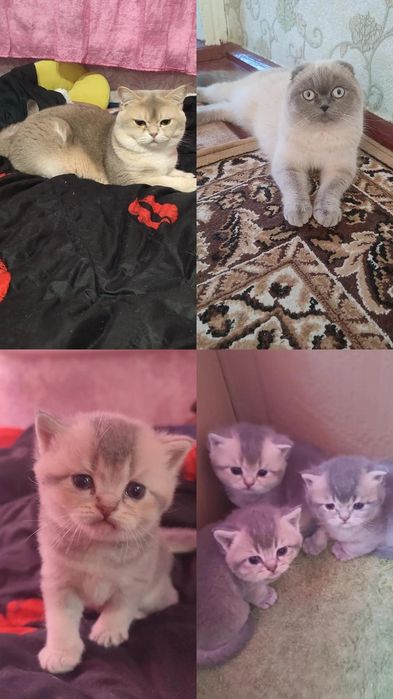 Британо шотлани шукають нову родину