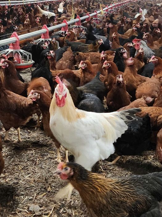 Kury nioski młode Rosa Leghorn Messa z pierwszym jajkiem. Dowóz Gratis