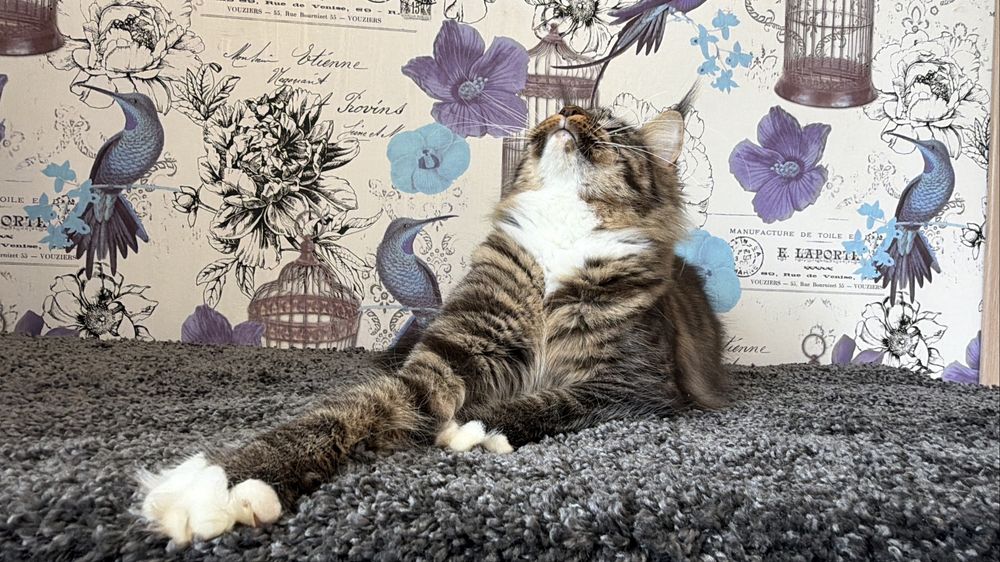 Мейн-кун дівчинка