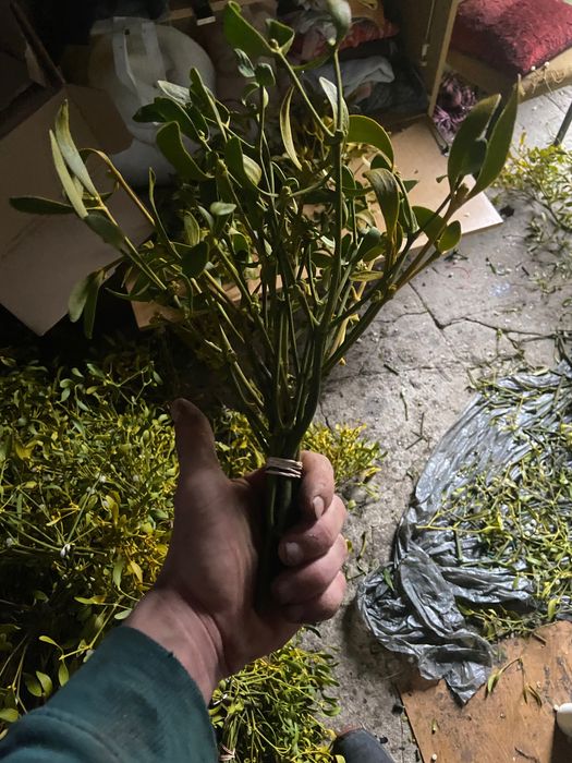 Jemioła Pęczki kule