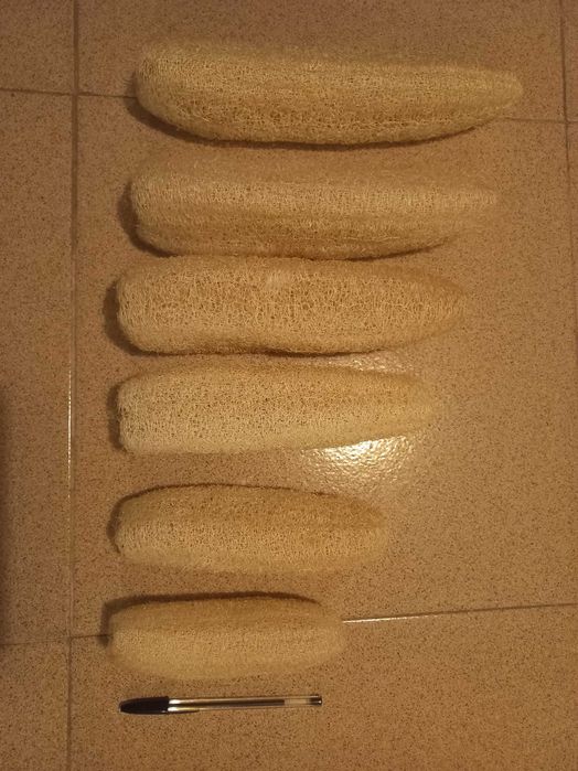 Luffa, lufa, bucha vegetal: Sementes, esponjas e plantas