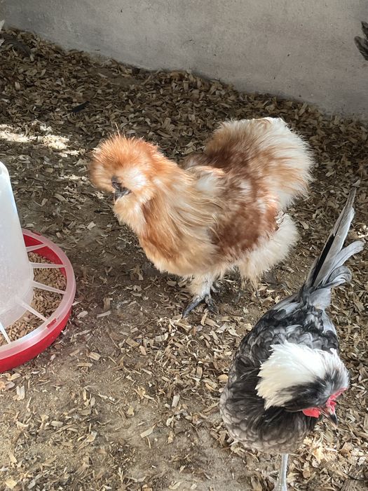 Sedosas do Japao, Paduanas e Holandesas Monuda