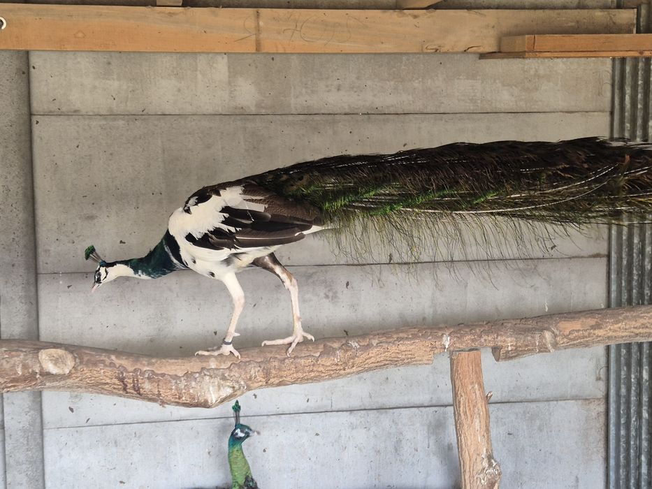 Paw Szmaragdowy szek