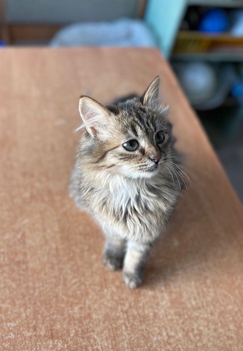 Котики котята отдам котенок девочка