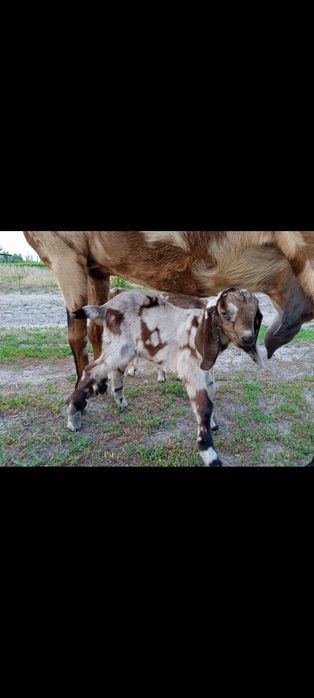 Продам Англо-нубійських кіз