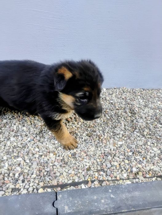 Owczarek niemiecki krótkowłosy