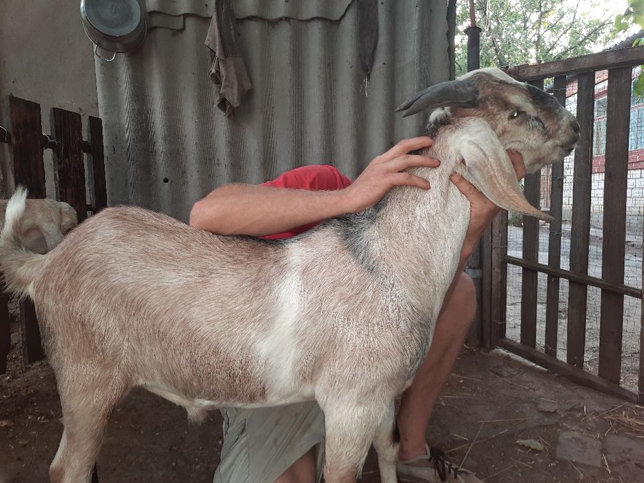 Продам англо-нубійського цапа