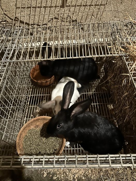 Coelhos de várias raças