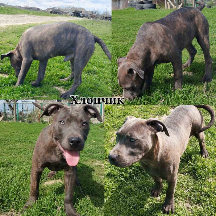 Щенки американского стаффорширдского терьера