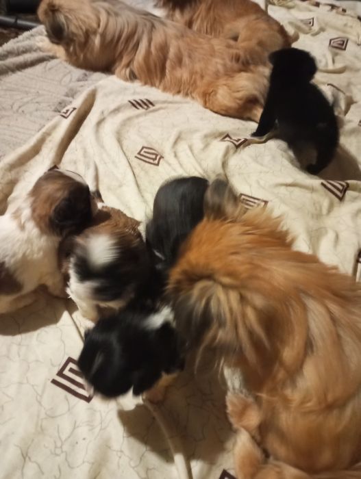 Продам щенков королівський пікінес