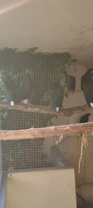 Pombos de Nicobar