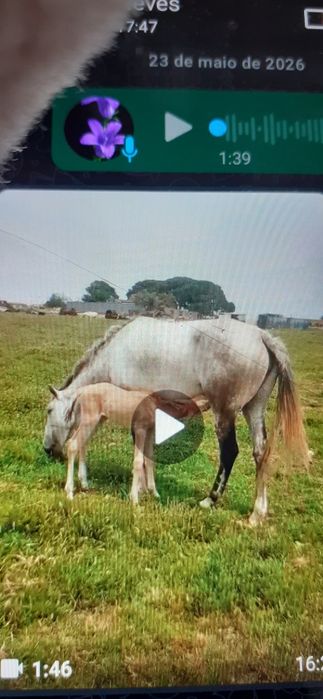 Vende se  Varias raças Cavalos