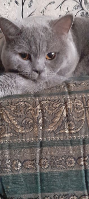 Вязка  кота .Прямоухий шотландец.