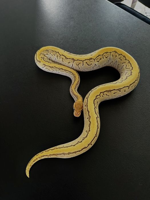 Piekny Pinstripe Lesser Yellowbelly 100%het clown