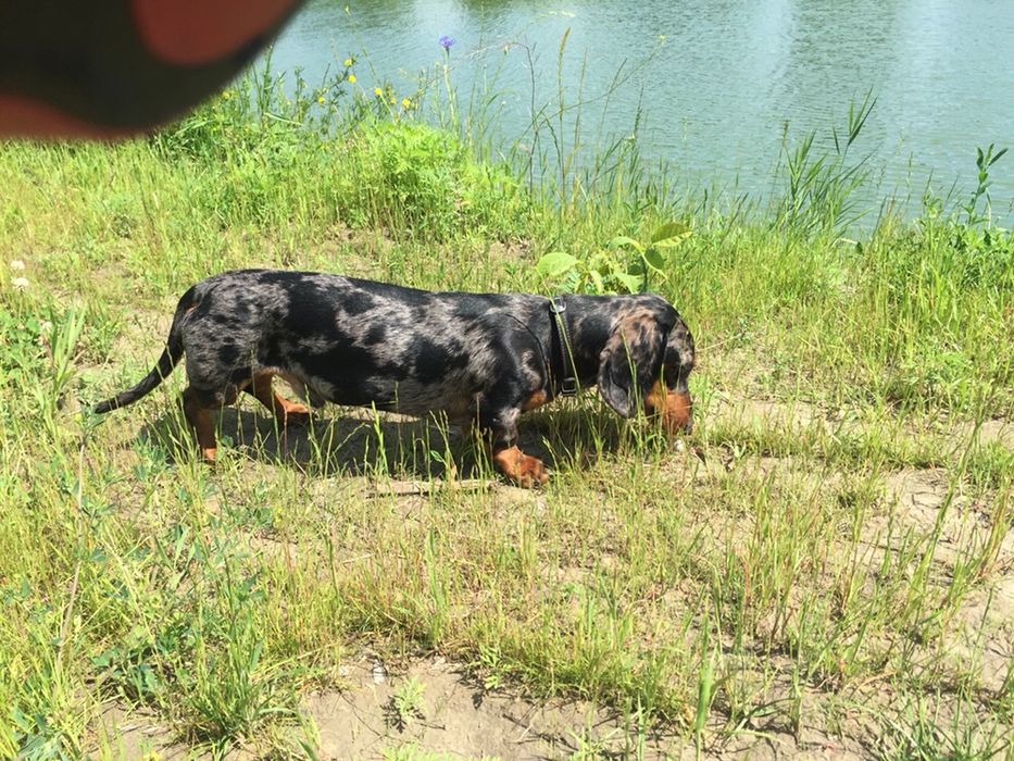 Такса мини. Вязка.