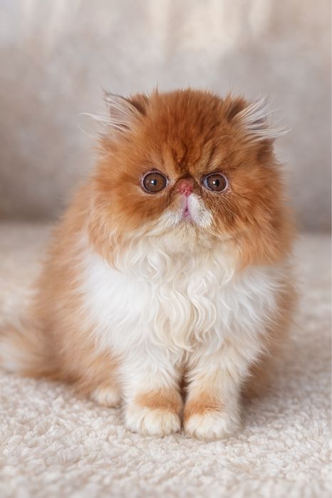 Персидский котик ищет семью, персы, персидские