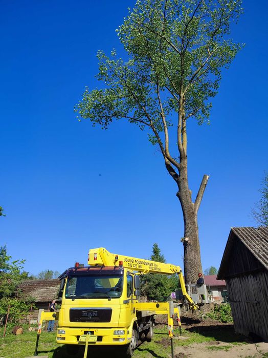 Wycinka Drzew Usługi Zwyżką Lubaczów,Obsza,Korczowa,Laszki