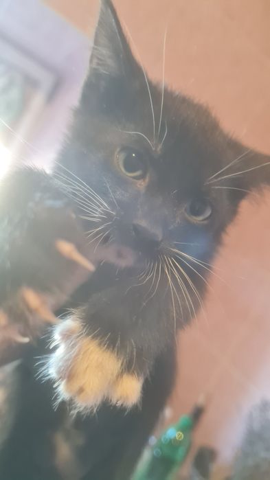 Пухнастики - кошенята