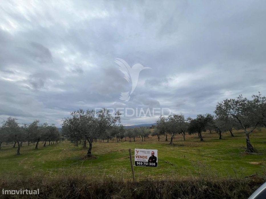 Terreno em Morais com olival e terreno para cultivo