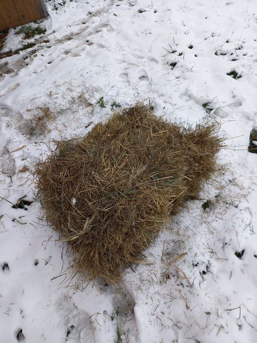 Siano kostka Giemzów