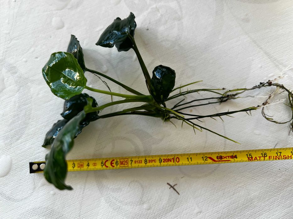 Anubias - Plantas agua doce - Perguntar valor do tamanho desejado.