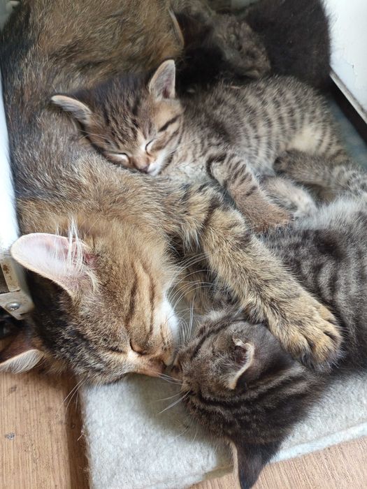 Кошенята як тигренята 1,5 місяця